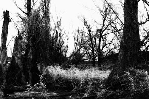 fotoserie böhmische wälder