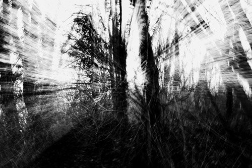 fotoserie böhmische wälder