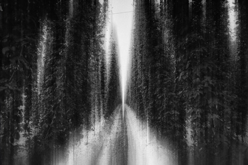 fotoserie böhmische wälder