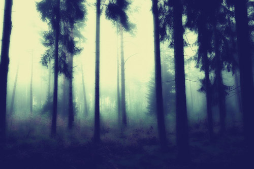 fotoserie böhmische wälder