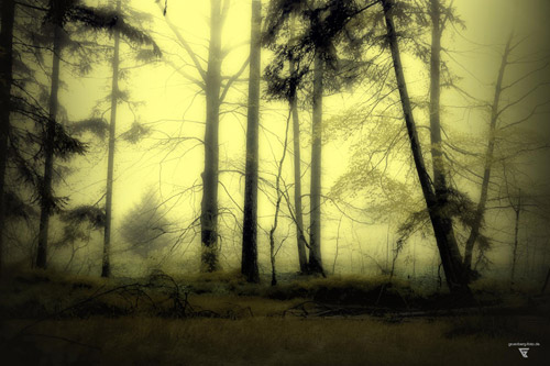 fotoserie böhmische wälder