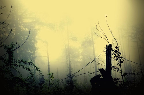 fotoserie böhmische wälder