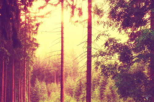 fotoserie böhmische wälder