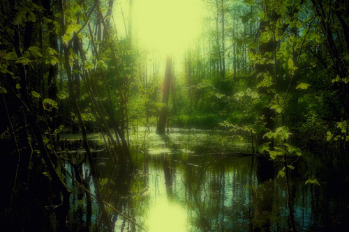 fotoserie böhmische wälder